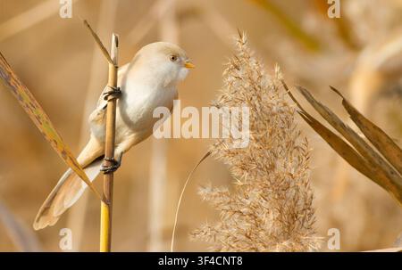 Une femelle de panure à moustaches (Panurus biarmicus) perchée sur une tige de roseau sèche près d'une roselière sous une lumière douce. Petit oiseau chanteur mignon dans la nature sauvage. Banque D'Images