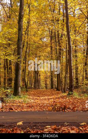 Un étroit sentier de terre traverse une forêt dense d'arbres aux feuilles d'automne jaunes et orange vives. Le sol est couvert de feuilles tombées et de sec Banque D'Images