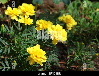 Soucis français, Tagetes patula 'Alumia Crème vanille' Banque D'Images