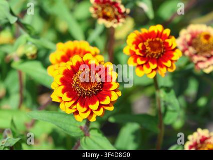 Un gros plan de Zinnia haageana 'Aztec Sunset' Banque D'Images