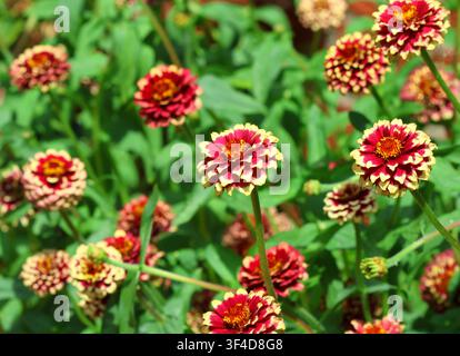 Un gros plan de Zinnia haageana 'Aztec Sunset' Banque D'Images