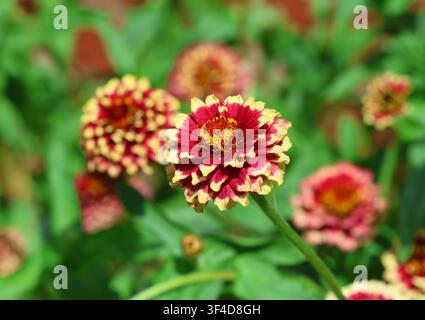 Un gros plan de Zinnia haageana 'Aztec Sunset' Banque D'Images
