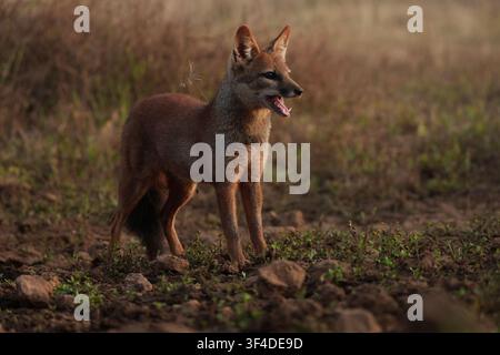Renard bengali debout sur la prairie rocheuse et sèche du plateau Masai près du fort de Panhala, Kolhapur Banque D'Images