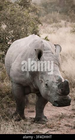 Rhinocéros blanc debout sur un sentier sec de savane, entouré d'herbe et de buissons sous une lumière naturelle douce. Banque D'Images