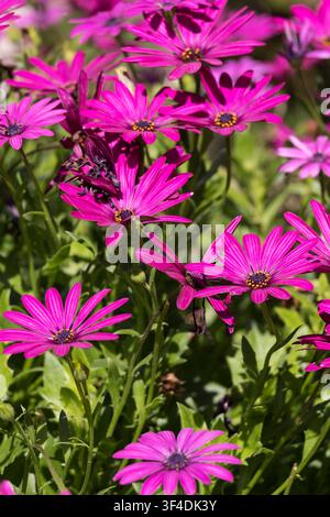 Fleurs de marguerite africaine, osteospermum Banque D'Images