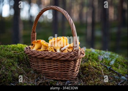 Panier en osier rempli de chanterelles fraîches posé sur de la mousse dans une forêt de pins ensoleillée, fond flou doux Banque D'Images