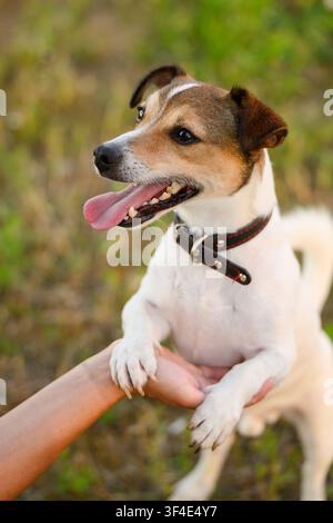 Adorable chiot Jack Russell Terrier debout sur ses pattes arrière tenant la main de son propriétaire, chien heureux avec la langue tirée, portrait. Concept de dressage et de communication pour animaux de compagnie, école d'obéissance pour animaux domestiques intelligents, gros plan Banque D'Images