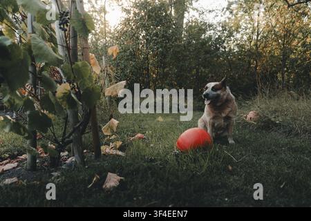 Vue d'un Australian Cattle Dog assis dans un jardin à côté d'une citrouille orange vif avec des vignes et des arbres d'automne en arrière-plan dans le comté de Laane Banque D'Images