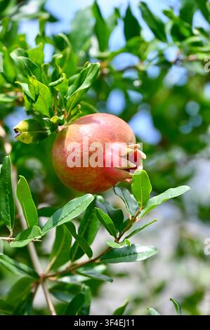 Un cliché vertical détaillé mettant en scène une Punica granatum solitaire rosée-rouge se développant sur une branche feuillue dans un cadre de verger ensoleillé. Banque D'Images