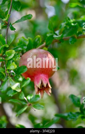 Un cliché vertical détaillé mettant en scène une Punica granatum solitaire rosée-rouge se développant sur une branche feuillue dans un cadre de verger ensoleillé. Banque D'Images