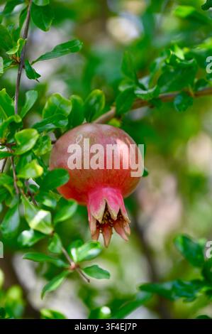 Un cliché vertical détaillé mettant en scène une Punica granatum solitaire rosée-rouge se développant sur une branche feuillue dans un cadre de verger ensoleillé. Banque D'Images
