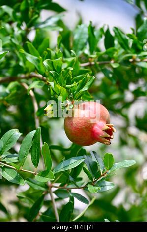 Un cliché vertical détaillé mettant en scène une Punica granatum solitaire rosée-rouge se développant sur une branche feuillue dans un cadre de verger ensoleillé. Banque D'Images