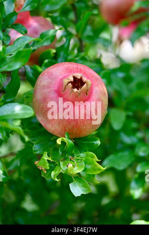 Un cliché vertical détaillé mettant en scène une Punica granatum solitaire rosée-rouge se développant sur une branche feuillue dans un cadre de verger ensoleillé. Banque D'Images
