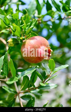 Un cliché vertical détaillé mettant en scène une Punica granatum solitaire rosée-rouge se développant sur une branche feuillue dans un cadre de verger ensoleillé. Banque D'Images