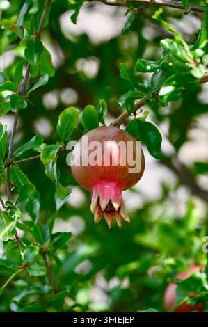 Un cliché vertical détaillé mettant en scène une Punica granatum solitaire rosée-rouge se développant sur une branche feuillue dans un cadre de verger ensoleillé. Banque D'Images