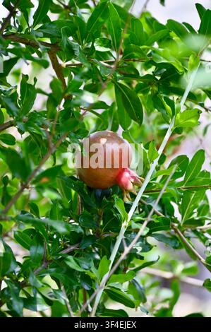 Un cliché vertical détaillé mettant en scène une Punica granatum solitaire rosée-rouge se développant sur une branche feuillue dans un cadre de verger ensoleillé. Banque D'Images