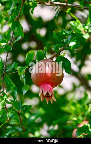 Un cliché vertical détaillé mettant en scène une Punica granatum solitaire rosée-rouge se développant sur une branche feuillue dans un cadre de verger ensoleillé. Banque D'Images