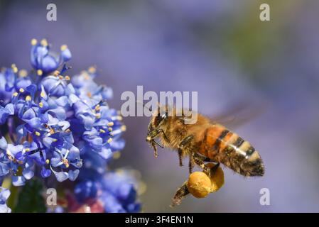 Photo macro d'une abeille mellifère en vol portant de lourds paniers de pollen jaunes approchant des fleurs de Ceanothus violettes au printemps Banque D'Images