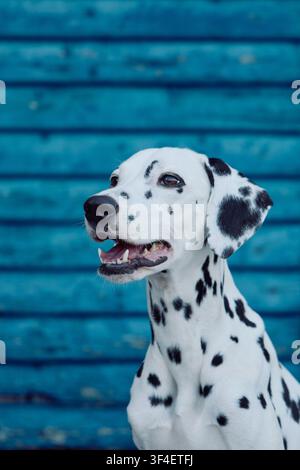 Portrait rapproché d'un Dalmatien souriant devant un fond en bois bleu vif sous une lumière naturelle d'été. Banque D'Images