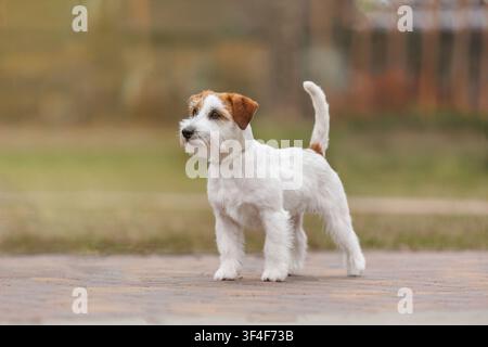 Attentif Jack Russell Terrier debout dans le profil. Portrait extérieur avec espace de copie. Expression d'alerte, chien de race pure en bonne santé, mode de vie animal de compagnie, Adversi Banque D'Images