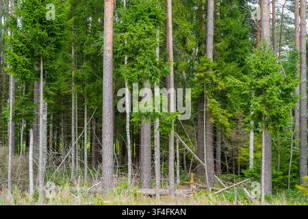 Forêt mixte dense de conifères avec pins et épicéas dans la paysage naturelle estivale des bois lettons Banque D'Images