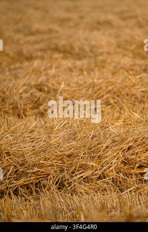 Détail d'un paysage agricole montrant des restes de céréales sèches en été Banque D'Images