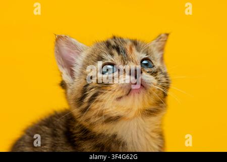 Petit chaton tigré aux yeux bleus frappants regardant vers le haut sur un fond jaune vif Banque D'Images