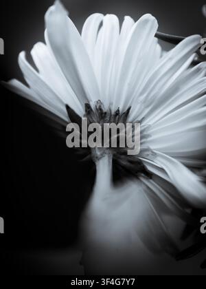 Cliché en noir et blanc d'un gerbera blanc sur fond sombre. Banque D'Images