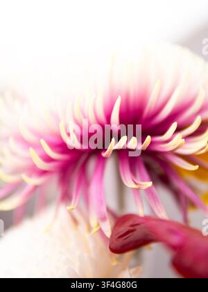 Vue macro abstraite d'un gerbera rose avec des pétales blancs doux et un centre magenta vif Banque D'Images