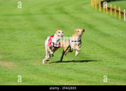 2 Salukis courant sur une piste de course en Belgique. Banque D'Images