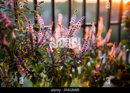 Basilic thaïlandais en fleurs dans des pots sur le balcon au coucher du soleil. Culture de plantes aromatiques épicées cultivées à la maison Banque D'Images
