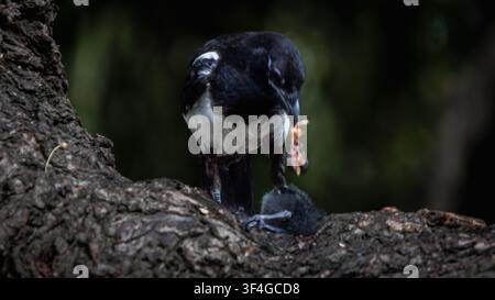 Pie eurasienne (Pica pica) nourrissant un poussin de poule d'eau (Gallinula chloropus) sur une branche d'arbre à St James's Park, Londres, Angleterre, Royaume-Uni. Banque D'Images
