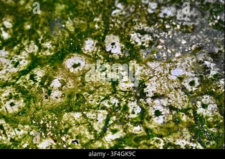 Une photographie macro détaillée montrant de la mousse verte, de la bave et des algues poussant sur une surface rugueuse et usée en béton ou en pierre avec des taches humides. Les motifs organiques naturels, le contraste du feuillage vert vif et les textures de pierre rustique créent un arrière-plan abstrait captivant. Idéal pour les projets de conception de textures environnementales, écologiques, biologiques ou naturelles. Banque D'Images