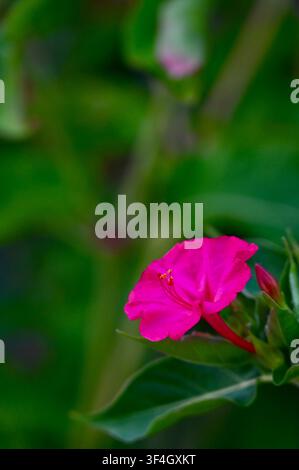 Photographie macro verticale vibrante d'une Mirabilis jalapa (fleur de quatre heures) rose vif solitaire en pleine nature. La fleur magenta vive se détache nettement sur un fond vert feuillu doux et flou, capturant la beauté de la flore estivale et les détails botaniques naturels et frais. Banque D'Images