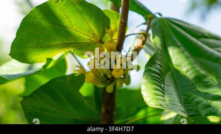 Sapote péruvien (cupa-cupa, Quararibea cordata, Matisia cordata) fleur. Un fruit tropical rare de la forêt amazonienne. Banque D'Images