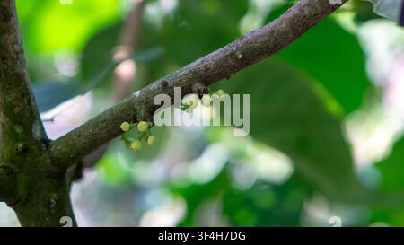 Sapote péruvien (cupa-cupa, Quararibea cordata, Matisia cordata) fleur. Un fruit tropical rare de la forêt amazonienne. Banque D'Images