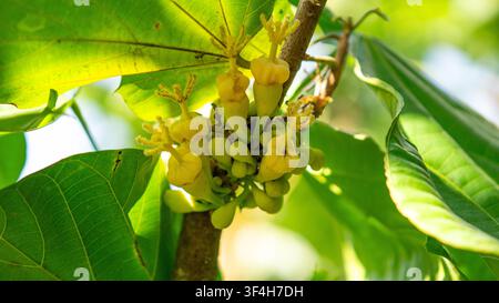 Sapote péruvien (cupa-cupa, Quararibea cordata, Matisia cordata) fleur. Un fruit tropical rare de la forêt amazonienne. Banque D'Images