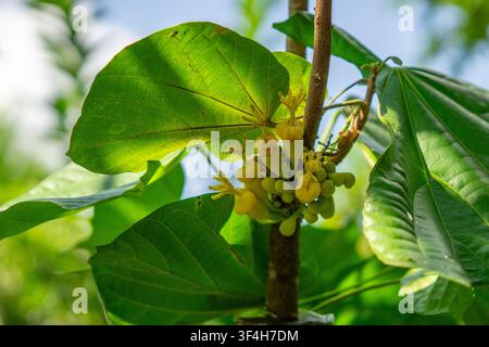 Sapote péruvien (cupa-cupa, Quararibea cordata, Matisia cordata) fleur. Un fruit tropical rare de la forêt amazonienne. Banque D'Images
