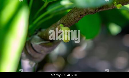 Sapote péruvien (cupa-cupa, Quararibea cordata, Matisia cordata) fleur. Un fruit tropical rare de la forêt amazonienne. Banque D'Images