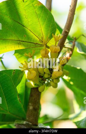 Sapote péruvien (cupa-cupa, Quararibea cordata, Matisia cordata) fleur. Un fruit tropical rare de la forêt amazonienne. Banque D'Images