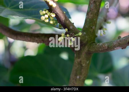 Sapote péruvien (cupa-cupa, Quararibea cordata, Matisia cordata) fleur. Un fruit tropical rare de la forêt amazonienne. Banque D'Images