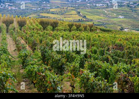 Vignobles, domaine viticole Quinta da Pacheca, Portugal Banque D'Images