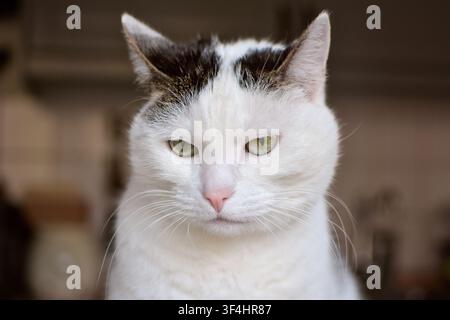 Chat domestique à poils courts européen à l'air renfrogné avec des yeux verts et une fourrure blanche avec des marques tabby Banque D'Images