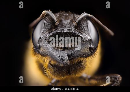Portrait macro extrême en gros plan de la tête d'une abeille isolée sur fond noir Banque D'Images