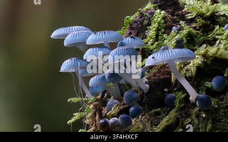 Un groupe de corps fructifères de champignons Pixie bleu vif (Mycena interrupta) sur une bûche couverte de mousse dans une forêt tropicale dense, Styx, Tasmanie, Australie Banque D'Images