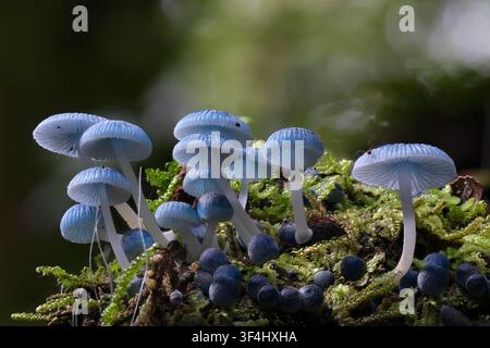 Un groupe de corps fructifères de champignons Pixie bleu vif (Mycena interrupta) sur une bûche couverte de mousse dans une forêt tropicale dense, Styx, Tasmanie, Australie Banque D'Images