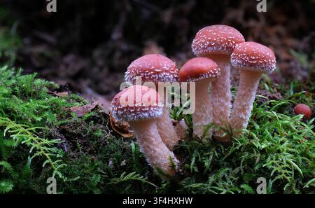 Un groupe de cinq petits champignons Hypholoma australianum recouverts de givre poussant dans la mousse sur le sol de la forêt pluviale dans la vallée du Styx, en Tasmanie, Australie Banque D'Images