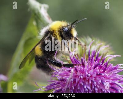 Grossissement d'une bourdon pâle (Bombus lucorum) posé sur une fleur rose, Goms, Canton du Valais, Suisse Banque D'Images