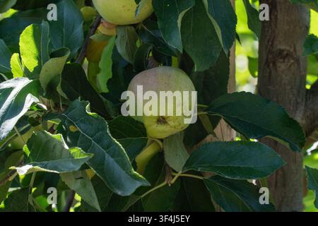 Une pomme suspendue à une branche d'arbre parmi des feuilles vertes dans un verger. Le soleil brille, mettant en valeur le fruit et le feuillage environnant. Banque D'Images