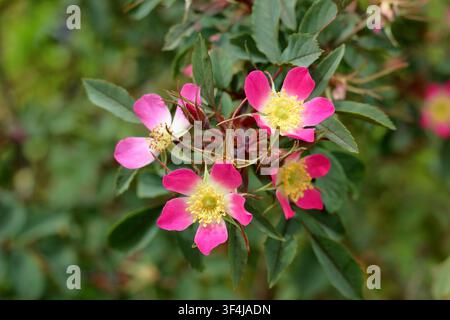 Fleurs roses de Rosa Glauca, aussi appelée rose à feuilles rouges ; un arbuste ornemental robuste. Rosa rubrifolia en floraison en Angleterre, UK Banque D'Images